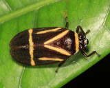 Guyana Spittlebugs - Cercopidae