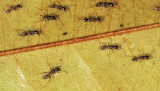 Neivamyrmex or possibly Labidus sp.