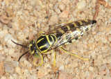 Bicyrtes variegatus