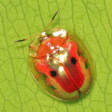 Golden Tortoise Beetle - Charidotella sexpunctata