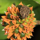 Scutelleridae