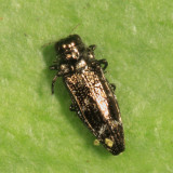 Buprestidae - Taphrocerus havai mea