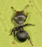 Cephalotes pusillus