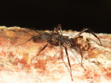 Dolichoderus sp.