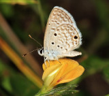 Hanno Blue - Hemiargus hanno hanno