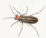 Blister Beetle - Epicauta sp.