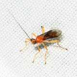 Braconidae