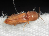 Click Beetle - Elateridae - Cardiophorinae (Horistonotus or an Esthesopus?)