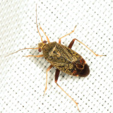 Polymerus sp.