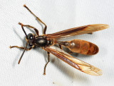 Apoica cf. thoracica 