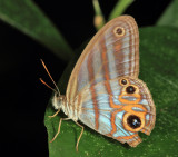 Marica Blue Ringlet - Chloreuptychia marica
