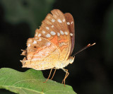 Coolie - Anartia amathea 