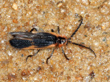 Net-winged Beetle