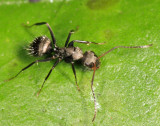 Camponotus sp.