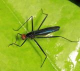Stilt-legged Fly - Micropezidae - Scipopus sp.