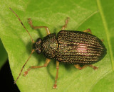 Eumolpinae - Colaspis sp.