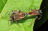 Largidae: Parvacinocoris khuru