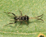 Ensign Wasp - Evaniidae - Semaeomyia sp.