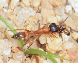 Pseudomyrmex termitarius