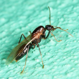 Camponotus sp. (male)
