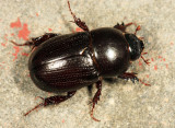 Scarab 1728