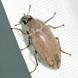 Tenebrionidae