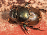 Onthophagini - Digitonthophagus gazella?