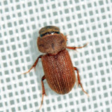 Ataenius sp. (prob. scabrelloides)