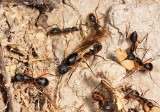 Camponotus renggeri