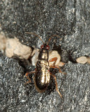 Nabidae - Prostemma sp.? (nymph)