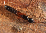 Nudobius cephalus
