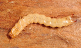 Pytho americanus (larva)