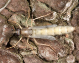 Xylophagus cinctus (teneral)