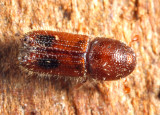 Orthotomicus caelatus