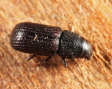 Stenoscelis brevis