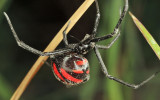 Latrodectus curacaviensis