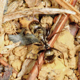 Black Compact Carpenter Ant - Camponotus novogranadensis