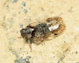 Cixiidae - Pentastirini