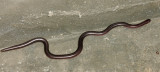 Reticulate Worm Snake - Amerotyphlops reticulatus