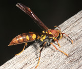 Variegated Paper Wasp - Polistes versicolor