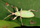 Weevil - Eustylini - Eustylus puber