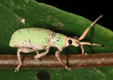 Weevil
