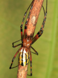 Leucauge sp.