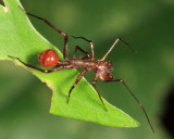 Myrmecium sp.