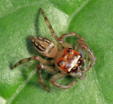 Colonus sp.