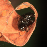 Eumolpinae