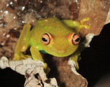 Demerara Falls Tree Frog - Hypsiboas cinerascens