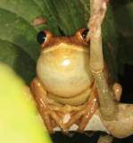 Gladiator Tree Frog - Hypsiboas boans
