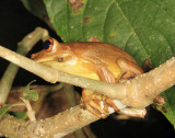 Gladiator Tree Frog - Hypsiboas boans