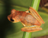 Gnthers Banded Tree Frog - Boana fasciata